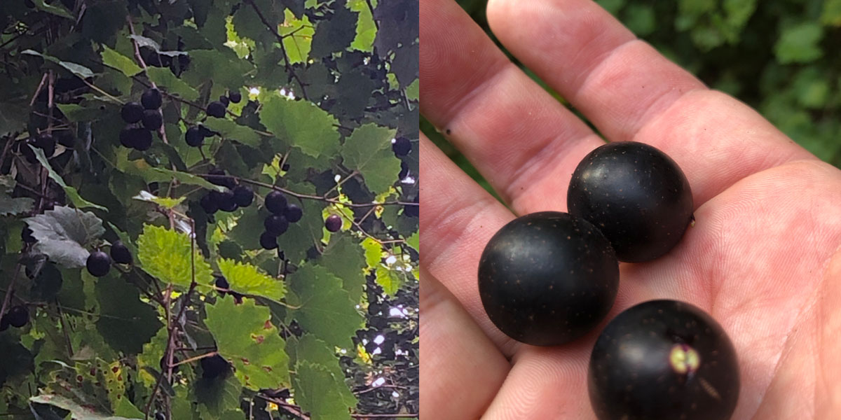 Grapes found on walk
